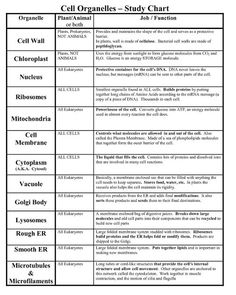 the cell organ and its functions are shown in this table, which shows how cells work together