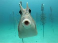 a fish that is standing in the water with its mouth open and it's eyes wide open