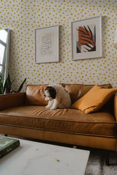 a dog sitting on top of a brown couch