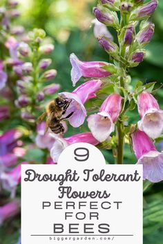 Learn about 9 drought-tolerant flowers that are perfect for bees, featuring plants that attract bees and bee plants. These selections include bee-friendly plants, water for bees, and part shade flowers, along with art creative ideas for your bees garden. Drought Tolerant Flowers, Water For Bees, Bee Yard, Achillea Millefolium, Echinacea Purpurea, Bee Garden