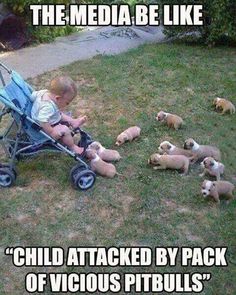 a baby sitting in a stroller next to puppies on the grass with caption that reads, the media be like child attacked by pack of vicious pitbulls