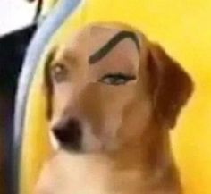 a dog with his face drawn on it's forehead