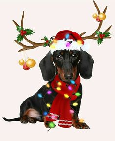 a dachshund dog wearing a christmas hat with lights on it's ears