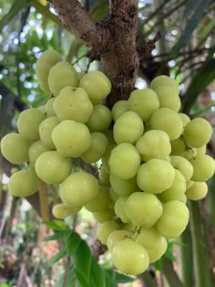 bunches of green grapes hanging from a tree