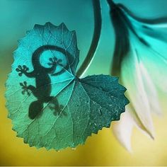 a leaf with a gecko on it is shown in front of a blurry background