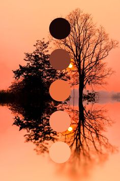 a tree with several circles hanging from it's branches and reflecting in the water