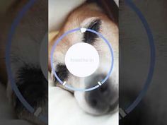 a dog is looking at the camera through a lens