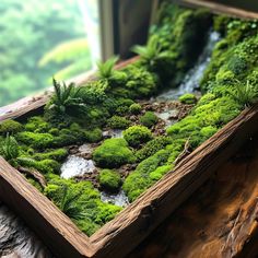 a wooden frame with moss growing in it on top of a table next to a window