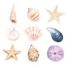 various seashells and starfish on a white background