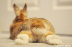 a cat laying on the floor next to a door