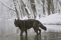 a wolf walking across a river in the snow