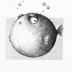 a black and white drawing of a puffer fish