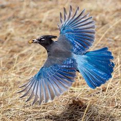 a blue and black bird with its wings spread out in the air while standing on dry grass