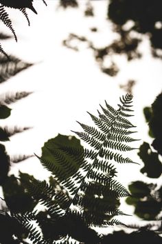 the shadow of leaves is cast on a white background