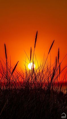 the sun is setting behind some tall grass