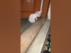 a small white cat sitting on top of a wooden bench next to a brown door