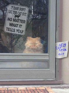 an image of a cat sitting in front of a window with a sign on it that says the meme train