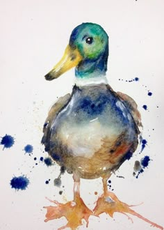 a watercolor painting of a duck with blue and green feathers on it's head