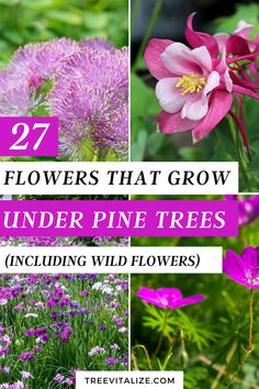 flowers that grow under pine trees including wildflowers and other plants with text overlay