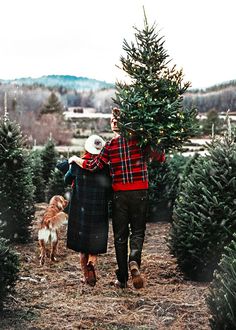 a man and woman walking through a christmas tree farm with their dog, carrying the tree