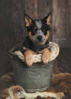 a dog sitting in a bucket on top of a fur covered blanket and looking at the camera