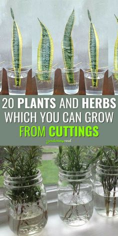 four glass jars with plants in them and the words 20 plants and herbs which you can grow from cuttings