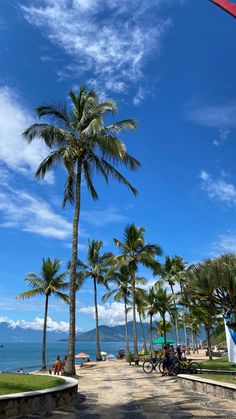 palm trees line the beach as people ride bicycles