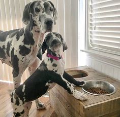 two dogs standing next to each other in front of a dog dish on a wooden table