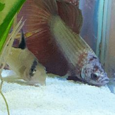 two fish in an aquarium with plants and sand on the bottom floor, one looking at the camera