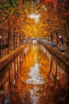 an autumn scene with trees lining the canal