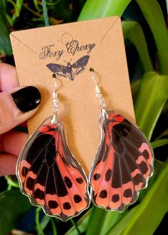 Real Scarlet Mormon butterfly hinde-wings encased in epoxy resin with hypoallergenic surgical steel earring hooks. Red Butterfly Earrings For Gift, Scarlet Mormon Butterfly, Mormon Butterfly, Buckeye Butterfly, Butterfly Wing Earrings, Butterfly Butterfly, Surgical Steel Earrings, Red Butterfly, Butterfly Wing