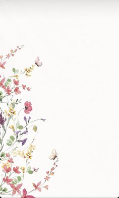 an image of flowers and butterflies on a white background with space for text or photo