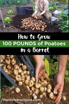 how to grow 100 pounds of potatoes in a barrel