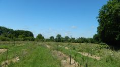 an empty field with trees and bushes in the foreground on a sunny, blue sky day