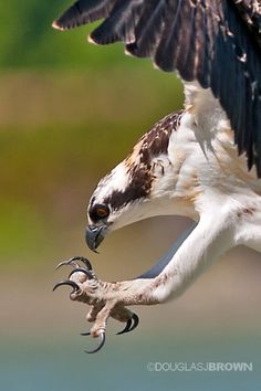 an ostrich with a fish in it's mouth and wings spread out