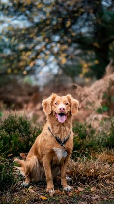 a brown dog sitting on top of a grass covered field