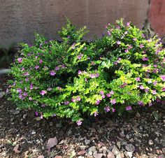 purple and green flowers growing out of the ground