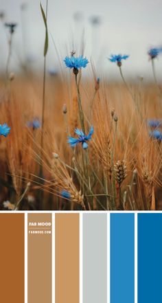 a field with blue flowers and brown grass in the foreground is color swatches