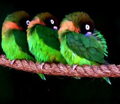 three colorful birds sitting on top of a piece of rope with their eyes open and looking at the camera