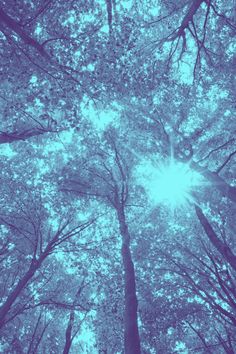 the sun shines brightly through the trees in this blue toned photo taken from below