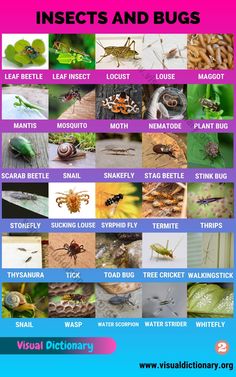 insects and bugs in the wild with text that reads insect identification, including water crickets,