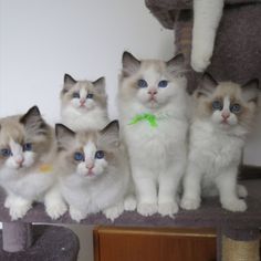 Ragdoll Kittens for sale near me in USA Blue Bicolor Ragdoll Kitten, Munchkin Kittens For Sale, Himalayan Kittens For Sale, Himalayan Kitten, Ragdoll Kittens For Sale, Ragdoll Kittens