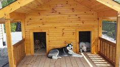 two dogs are sitting in the dog house