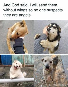 four different pictures of dogs with caption that reads, and god said, i will send them without wings so no one suspects they are angels