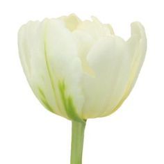 a single white tulip on a white background