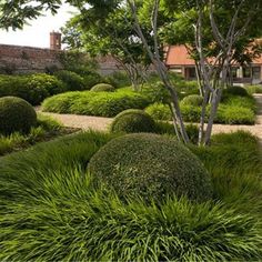 a garden with lots of green bushes and trees