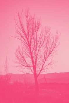 a tree with no leaves in front of a pink sky and hills behind it,