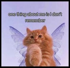 an orange cat with wings on it's back and the words, one thing about me is i don't remember