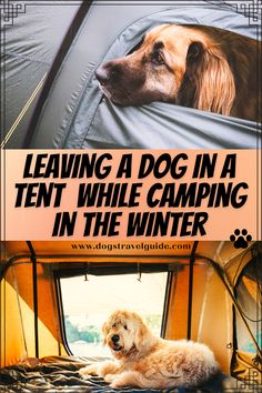 a dog laying in the back of a truck with text overlaying it reading leaving a dog in a tent while camping in the winter