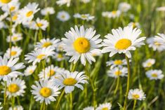 white and yellow daisies growing in the grass with sunlight shining on them - stock photo - images